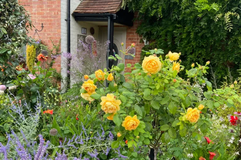 Bright garden seen from pavement featuring tall groups of yellow roses, lavender and other flowers