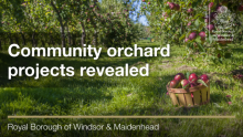 Community orchard projects revealed