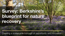 This image shows a woodland scene. Survey: Berkshire's blueprint for nature recovery.